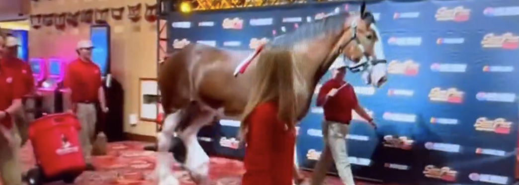 Horse in casino