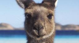 Ladbrokes to End Live Betting in Australia – Are They Behind the Times?